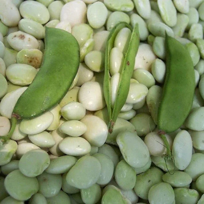 White Dixie Butterpea Seeds - Non-GMO Lima Bean for Organic Gardening