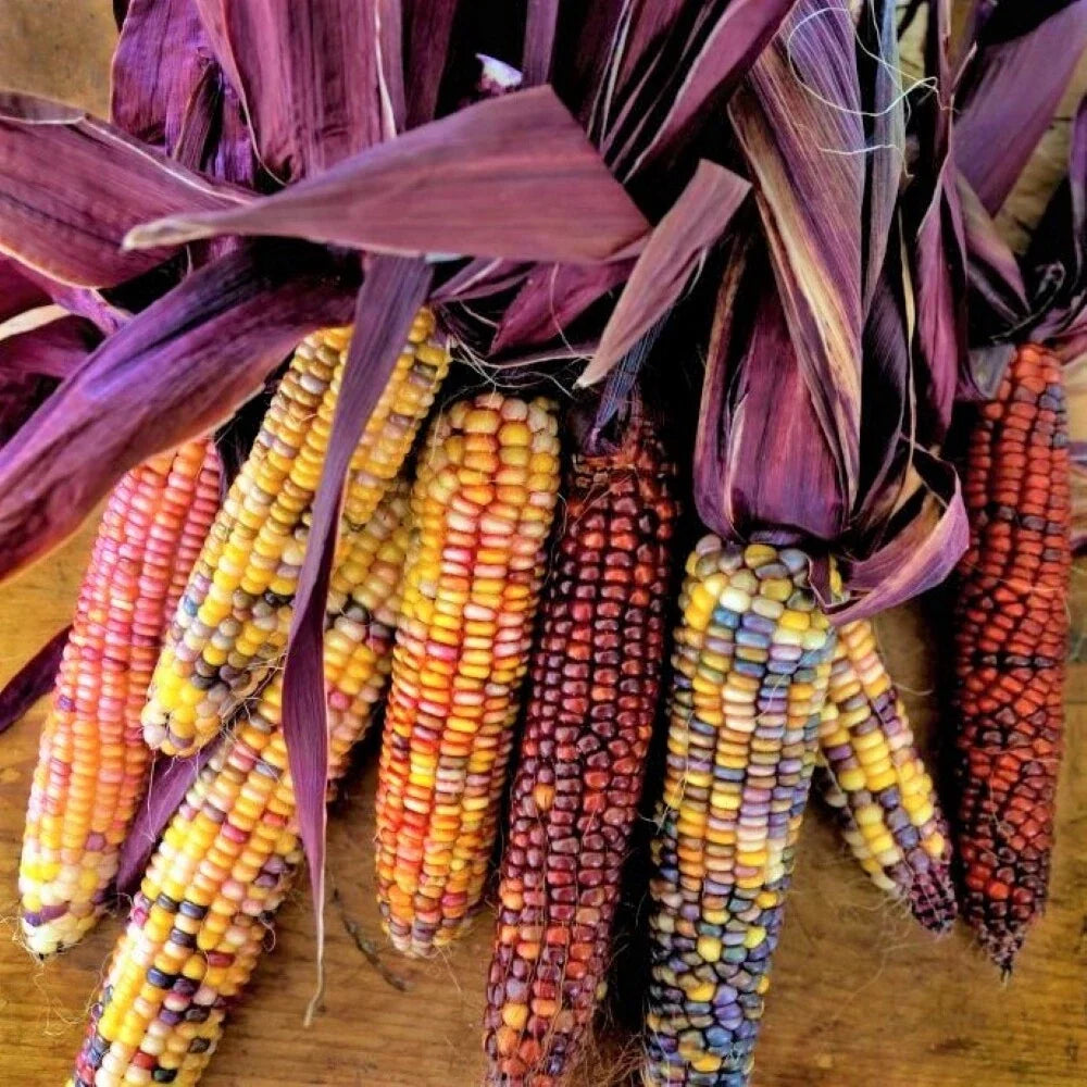 Seneca Red Stalker Ornamental Corn Seeds - Purple Red Husk Dent Zea mays 2025, Decorative, Non-GMO, Fall Garden, Pollinator-Friendly