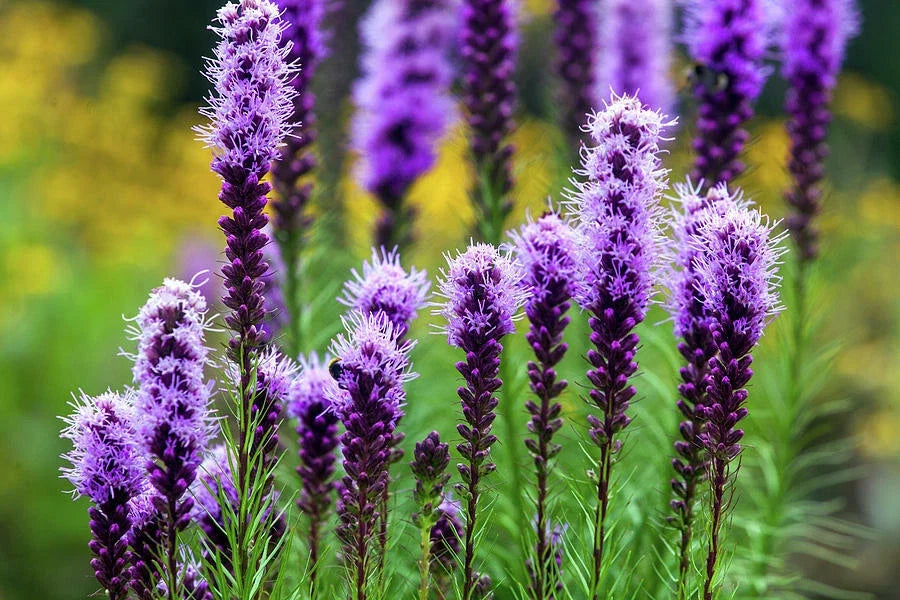 Liatris Spicata Seeds - 175 Pack - Blazing Stars Perennial Wildflower Seeds for Pollinators & Gardens