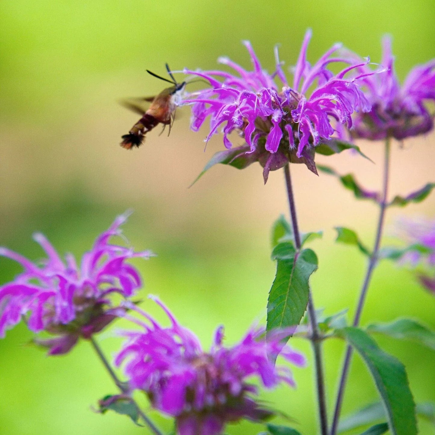 Wild Bergamot Seeds - 500+ Non-GMO Bee Balm Monarda fistulosa for Pollinator Gardens