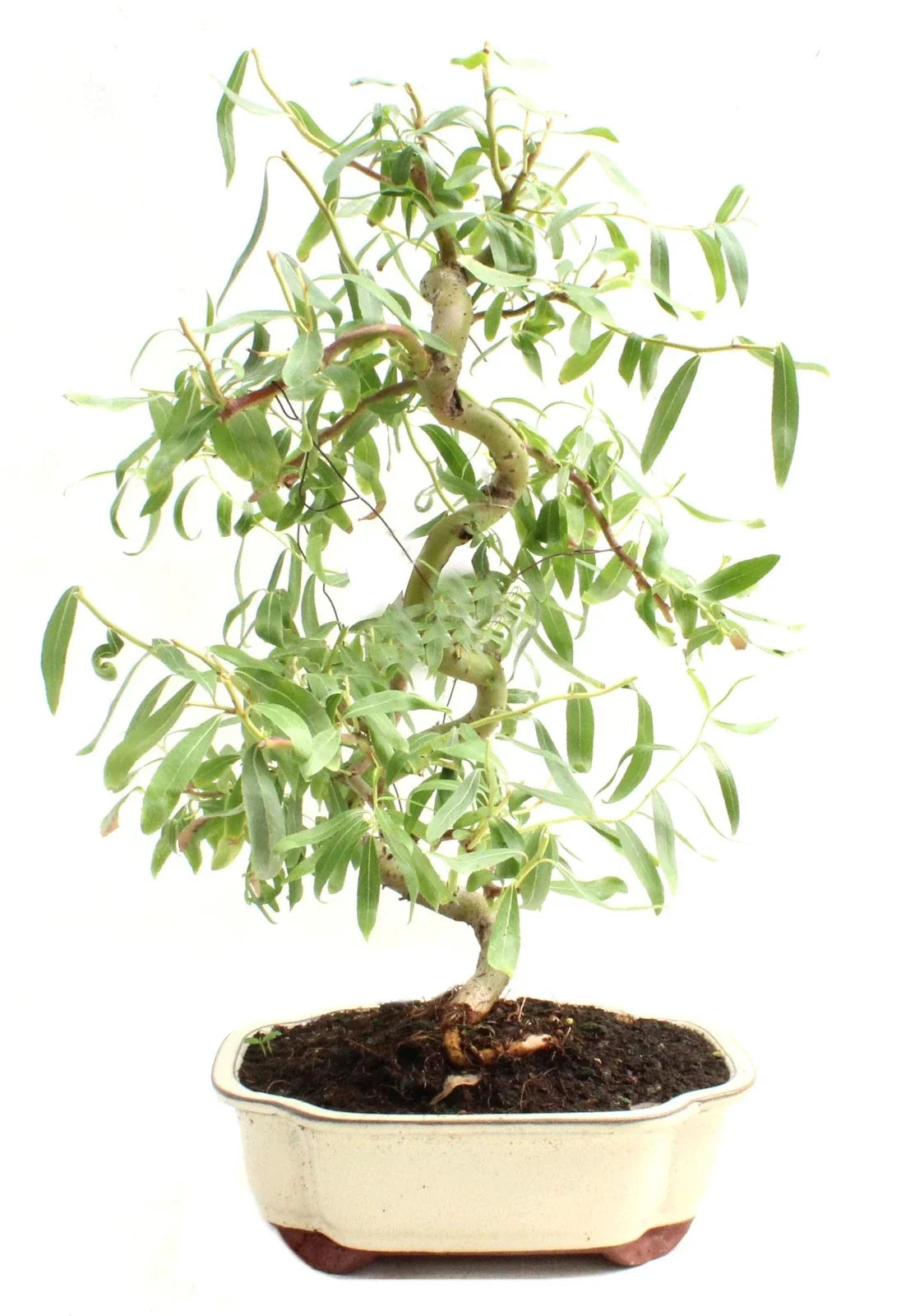 Dwarf Japanese Curly Willow Bonsai Cutting - Salix Matsudana - Fast Growing, Twisted Branches, Green Foliage