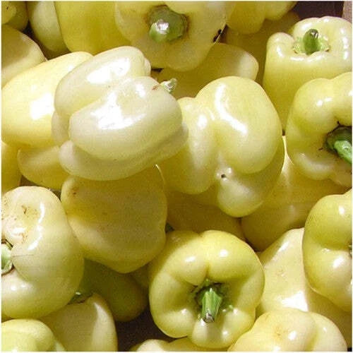 White Bell Sweet Pepper Seeds – Non-GMO Capsicum Annuum, 20+ Packets for Home Garden & Container Growing