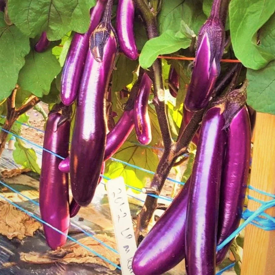 Purple Shine Chinese Eggplant Seeds - Long Asian Variety, Solanum melongena, 200+ Seeds for Container Gardening & Home Gardens