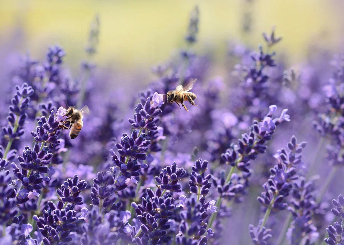 Vera English Lavender Seeds - Non-GMO Lavandula angustifolia - Various Sizes