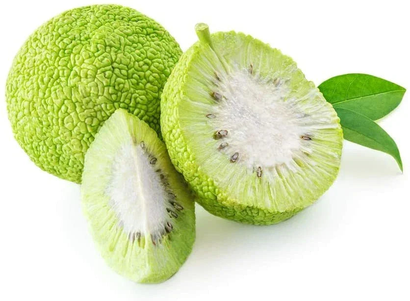 Osage Orange Tree Seeds - 20 Pack of Maclura pomifera for Ornamental and Wildlife Gardens