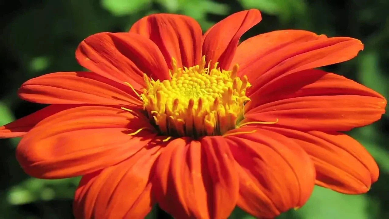 Mexican Torch Sunflower Seeds - 200+ Fresh Seeds for Pollinators | Helianthus annuus