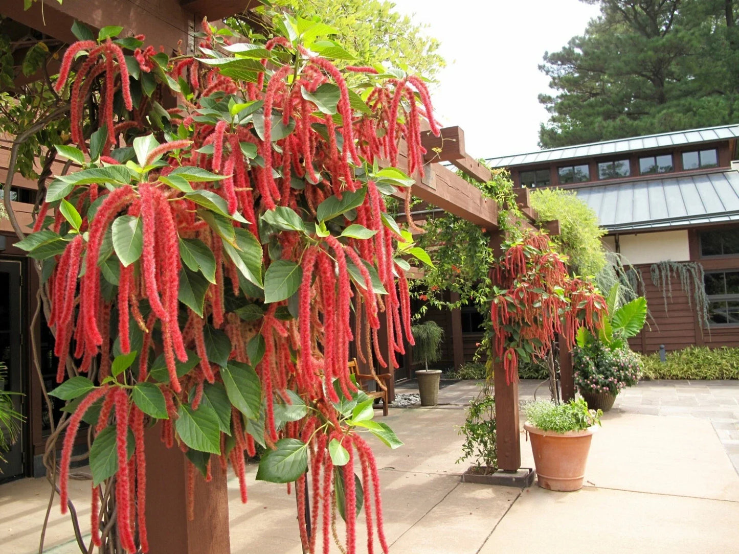 Amaranth Flower Seeds - Love Lies Bleeding - Easy to Grow for Containers & Poor Soils - Amaranthus caudatus Seed Pack
