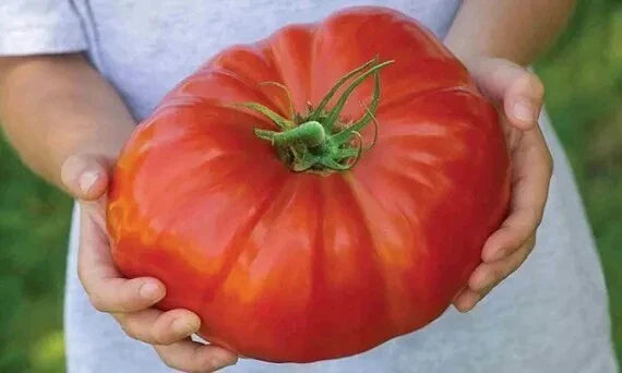 Mortgage Lifter Tomato Seeds - 30+ Heirloom Organic Non-GMO Seeds for Home Gardening