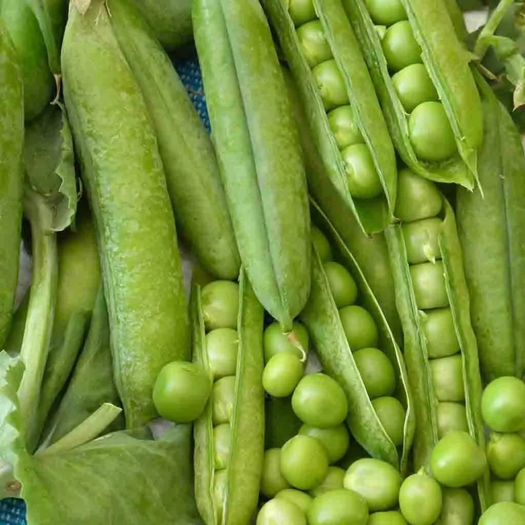 Little Marvel Pea Seeds 25 Ct - Heirloom Non-GMO Pisum sativum Seeds USA