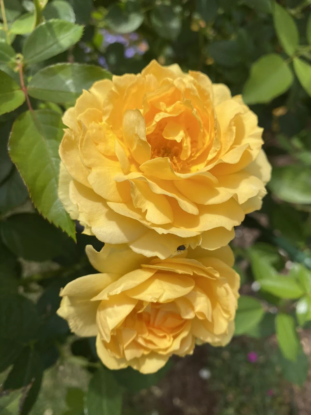 Julia Child Rose Cuttings - 5-8" Unrooted Fresh Propagation Stems - Rosa 'Julia Child'