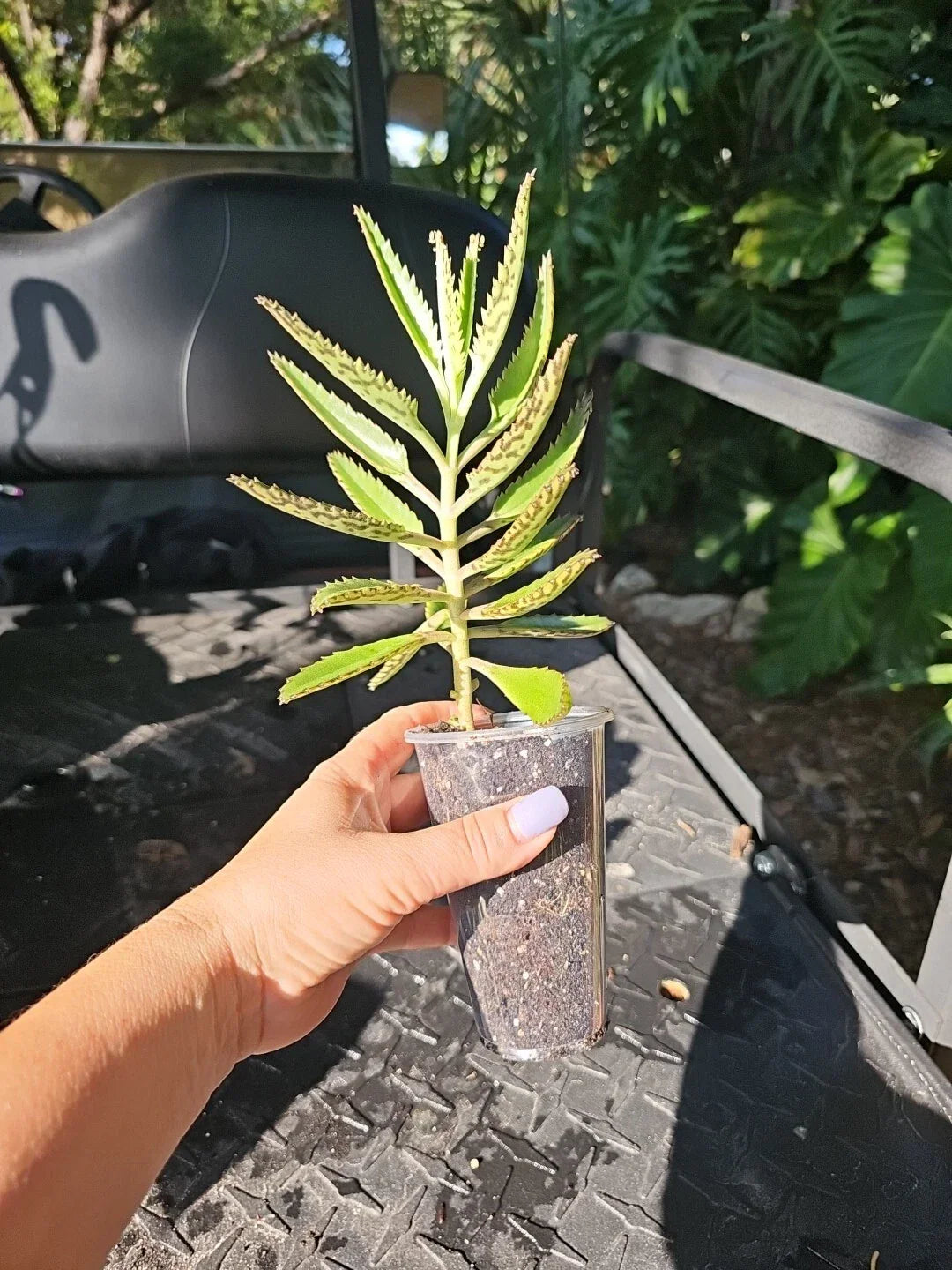 Mothers of Millions Succulent 3-5" Bare Root | Kalanchoe daigremontiana