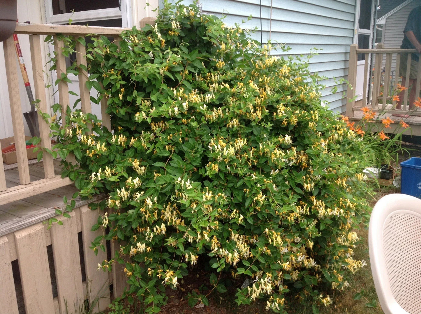 Honeysuckle Starter Plant - 5 Lonicera Climbing Vine for Garden, Fragrant Flowering Perennial, Easy Care, Attracts Pollinators