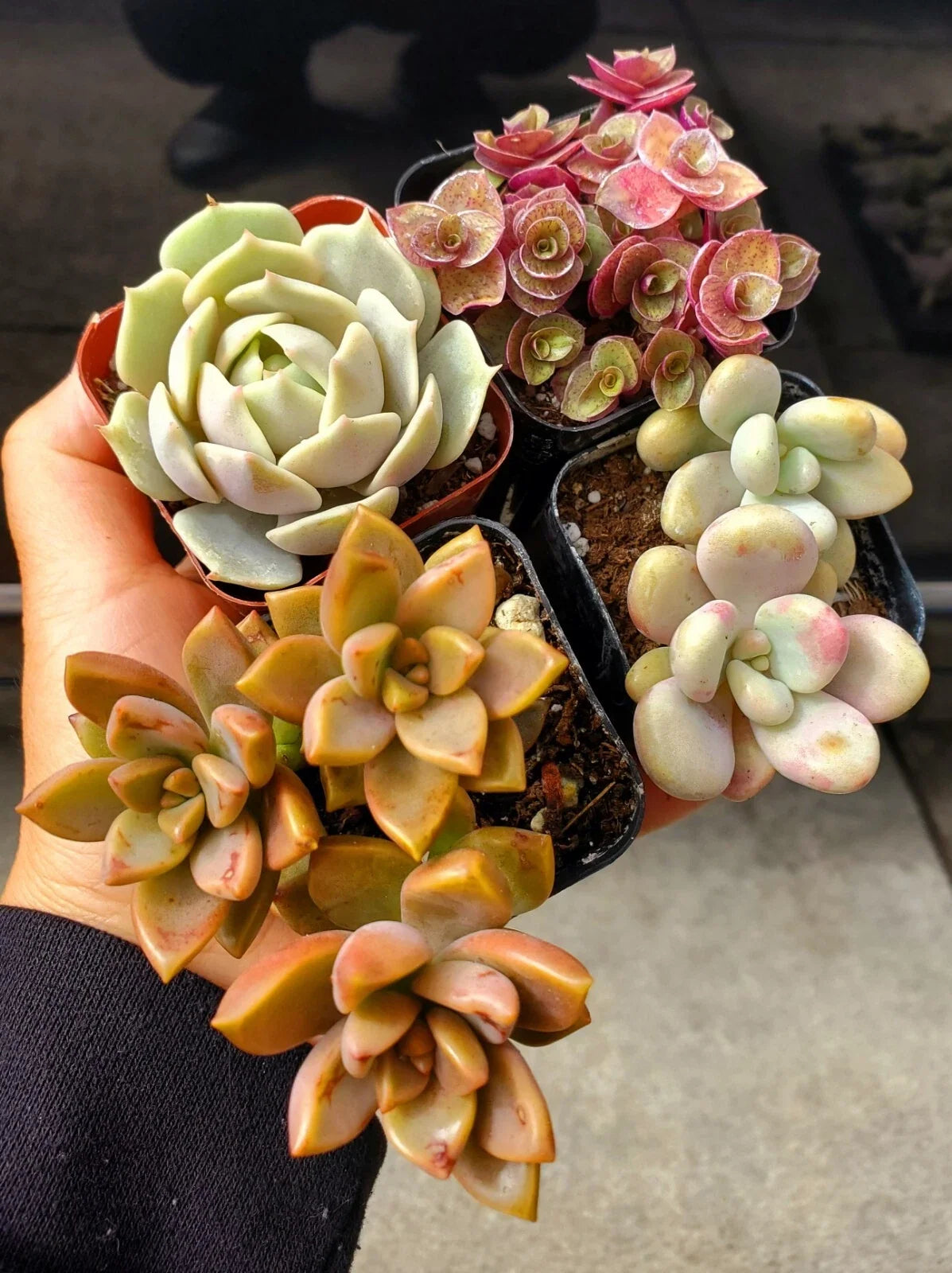 Live Succulent Plants Pack of 4 in 2" Pots – Echeveria, Sedum, Aloe Vera, Crassula Varieties for Home Decor & Gifts