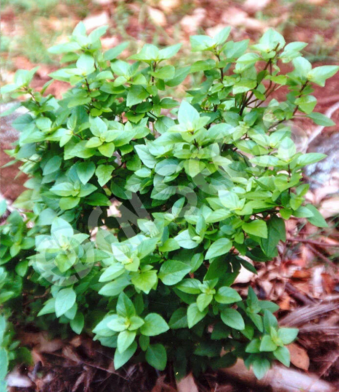 Dwarf Greek Basil Plant - Rare Non-GMO Ocimum basilicum - Multiple Sizes