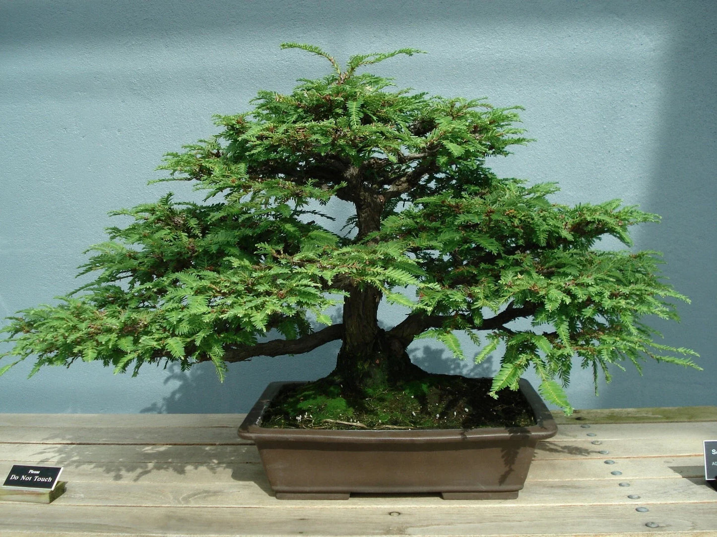 California Coast Redwood Seeds - 20 Pack, Sequoia sempervirens, Eco-Friendly Gardening, Reforestation, Shade Tree Seeds