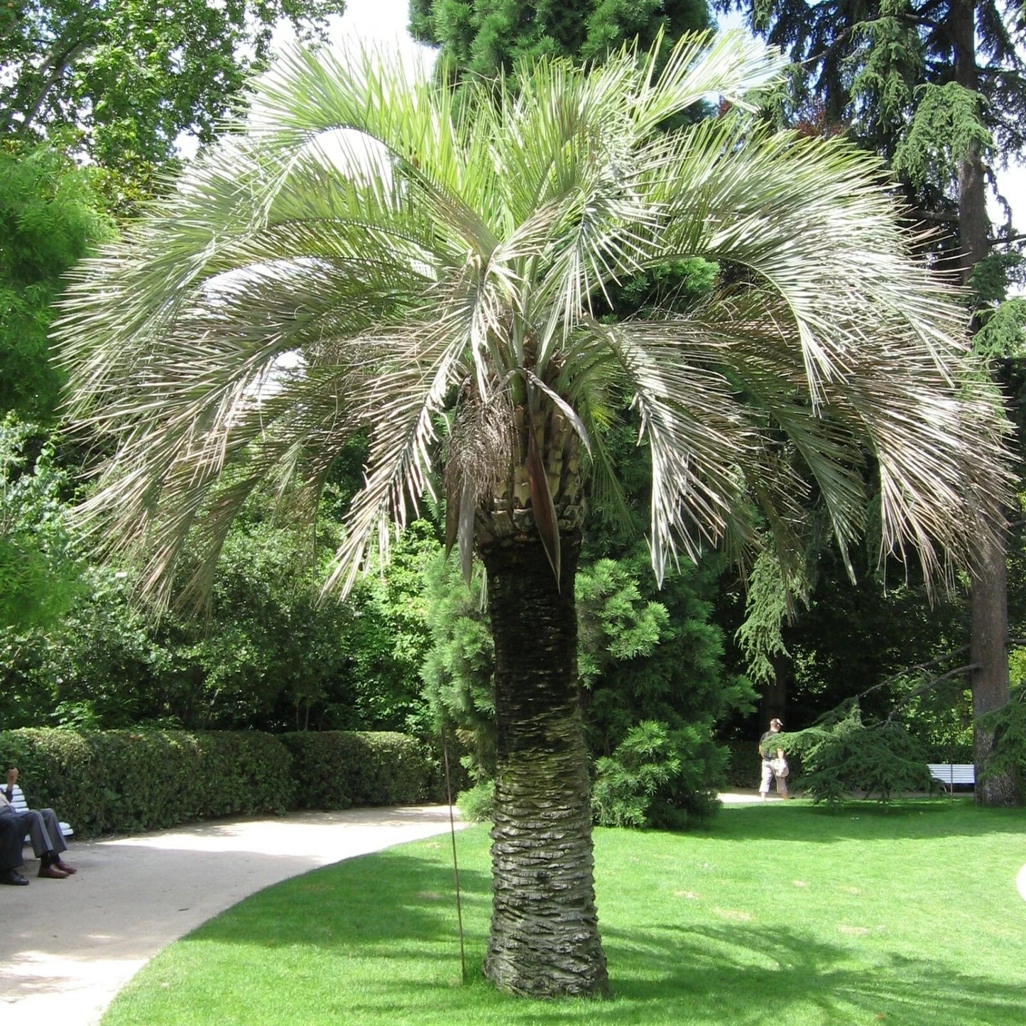 Coco Jelly Pindo Palm Seeds 10 Pack, Butia capitata, Tropical Indoor Outdoor Rare Palm Seeds for Garden