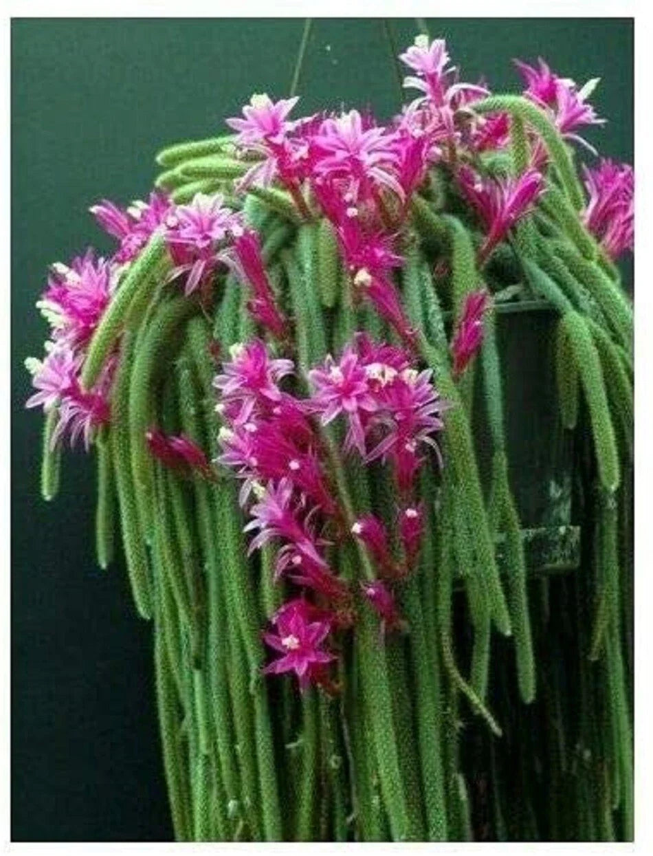 Rat Tail Cactus Cuttings Lot of 4 | Aporocactus flagelliformis Pink Succulent Plant | Trailing Cactus for Hanging Baskets