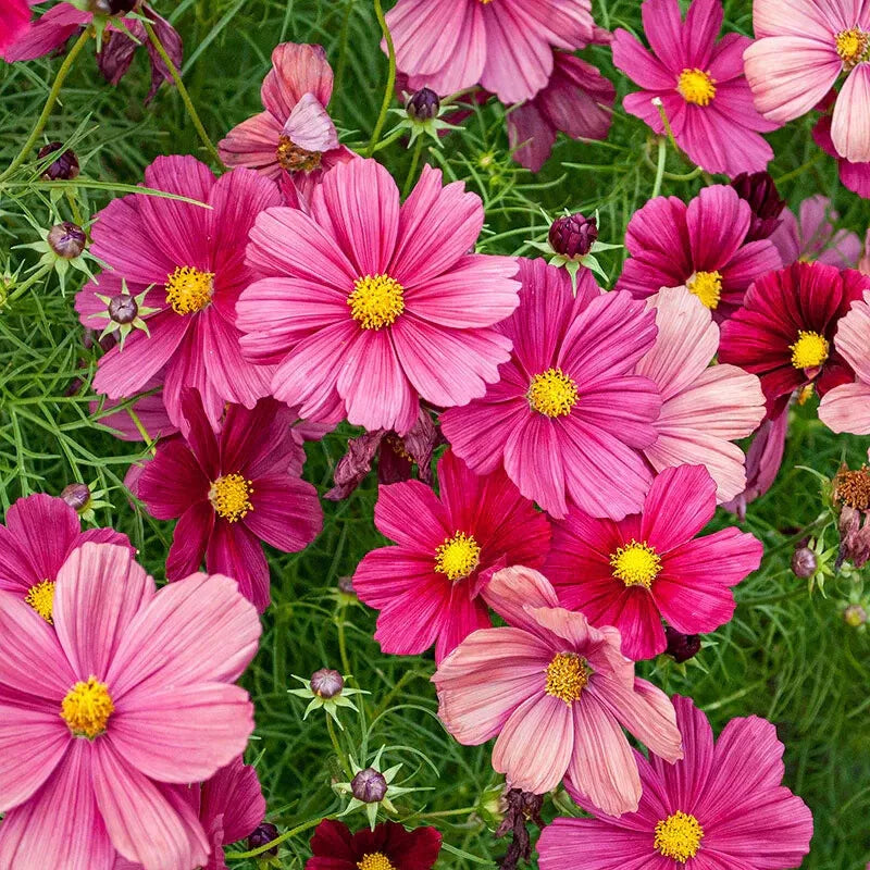 Rubinato Cosmos Seeds Pack - 200+ Cosmos bipinnatus Annual Flower Seeds for Garden, Borders, Containers, Pollinator Attractant