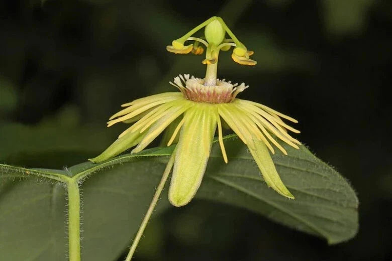 Yellow Passiflora Passion Fruit Starter Plant, Small Rooted Vine, Edible Fruit, Passiflora edulis var. flavicarpa
