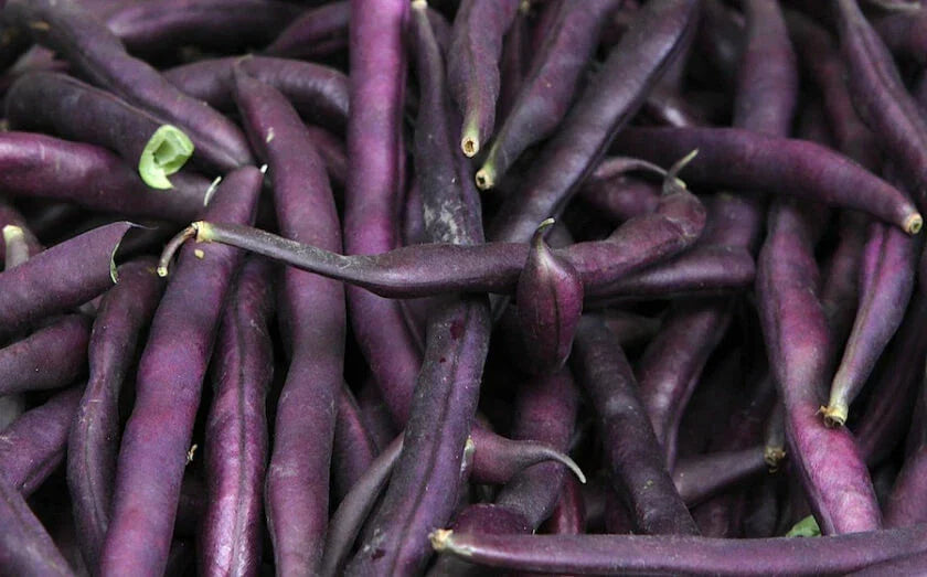 Royal Burgundy Bean Seeds 50 Ct - Purple Heirloom Phaseolus vulgaris - USA