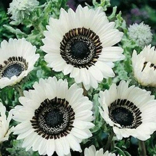 Snow White Sunflower Seeds - 25 Perennial Helianthus annuus Seeds - US Seller