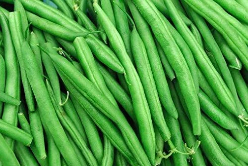 String Bean Seeds Blue Lake Variety Non-GMO Heirloom Phaseolus vulgaris, 50+ Seeds for Home Garden