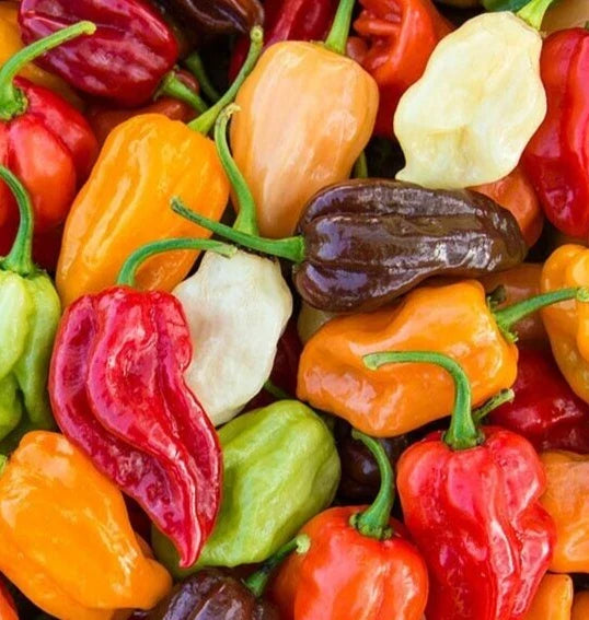 Rainbow Habanero Pepper Seeds Mix - 50+ Varieties in Red, Yellow, Chocolate, White, Orange | Capsicum chinense