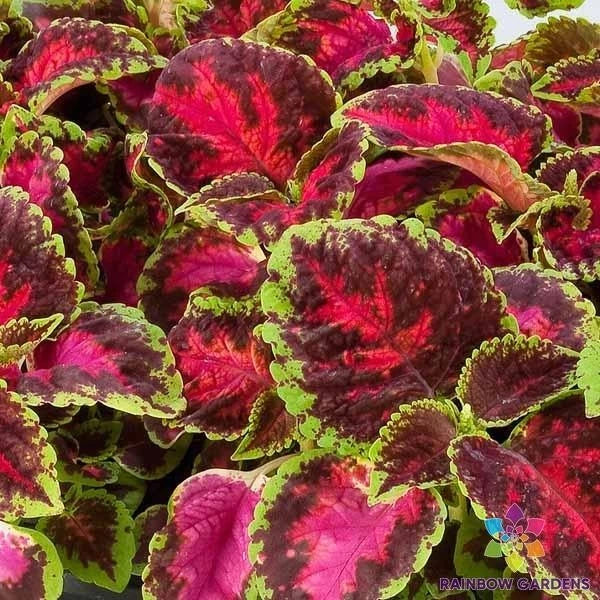 Coleus Seeds - 25+ Fairway Rose Variety for Garden Planting - Vibrant Foliage - Solenostemon scutellarioides