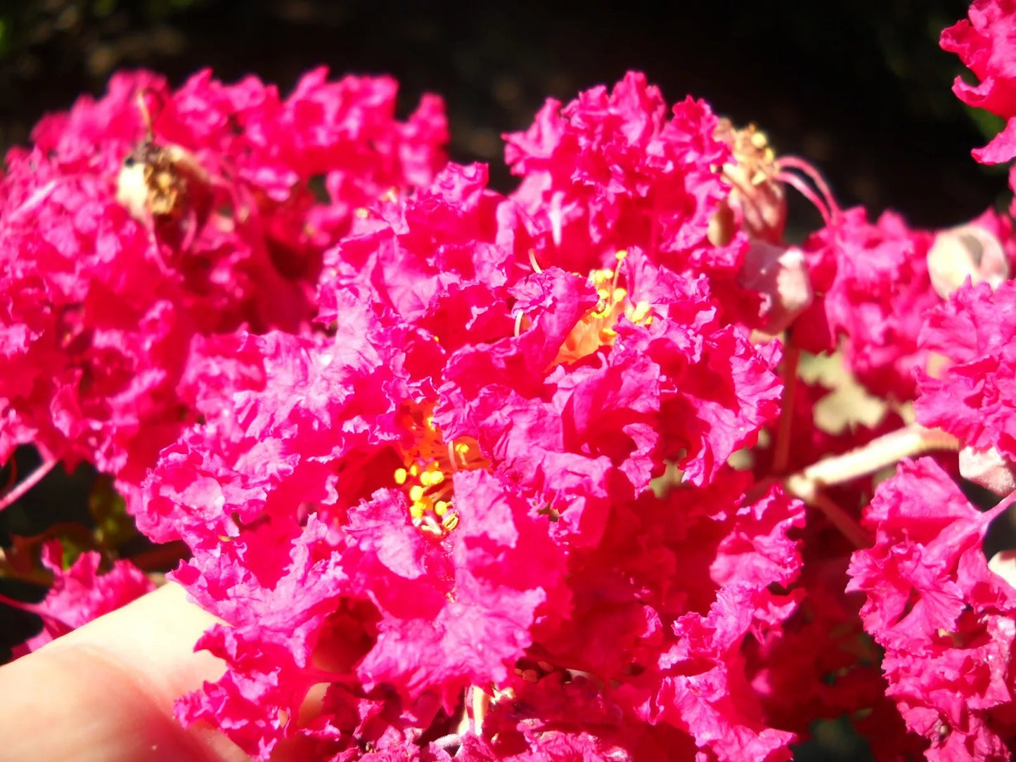Red Pink Raspberry Crepe Myrtle Cuttings 10+2 Lagerstroemia Indica for Garden, Landscape, or Hedges