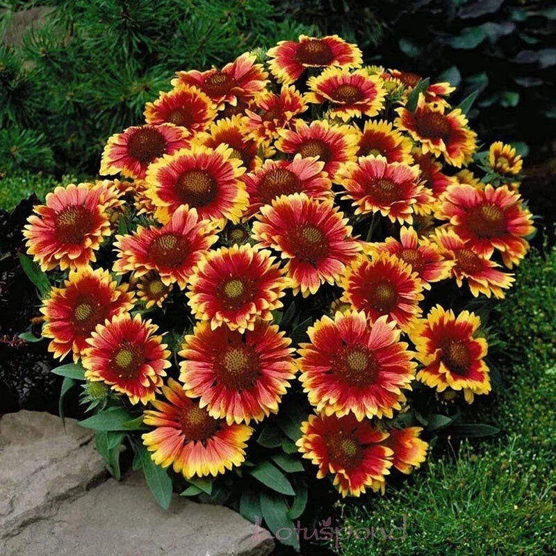 Blanket Flower Seeds - Gaillardia aristata Perennial Wildflower - Colorful Non-GMO Seeds for Pollinator Gardens