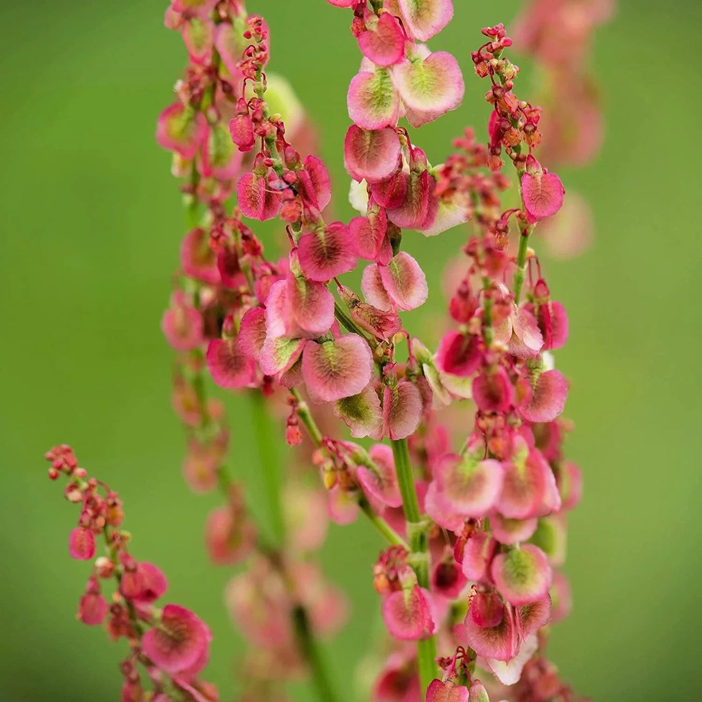Cactusweed Seeds 50 Pack Rumex crispus Curly Dock Organic Herb Garden Seeds