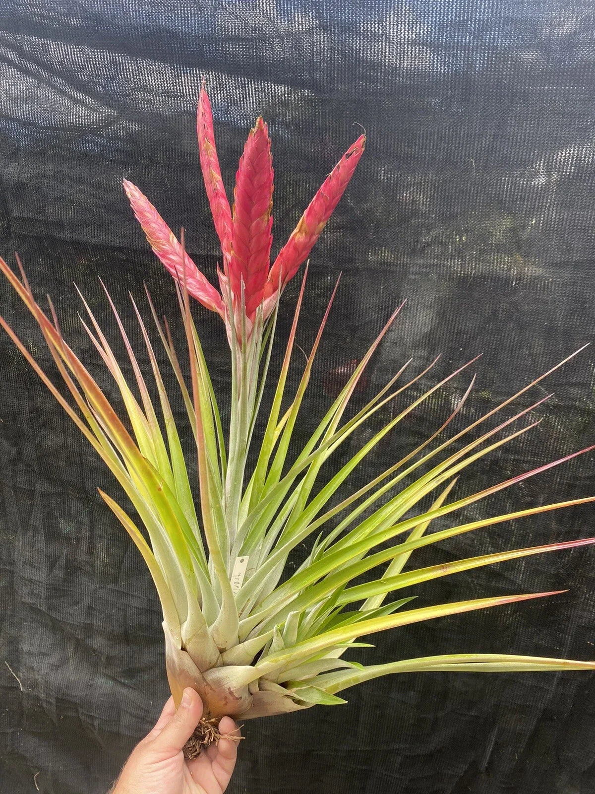 Tillandsia Tropiflora Air Plant - Unique Tropical Epiphyte - Low Maintenance Houseplant - Bromeliaceae Family