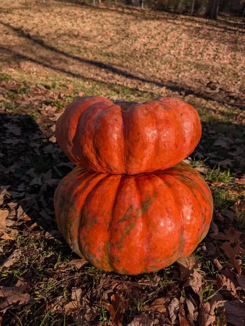 Fairytale Pumpkin Seeds - 10 Organic Seeds - Cucurbita pepo - USA Grown