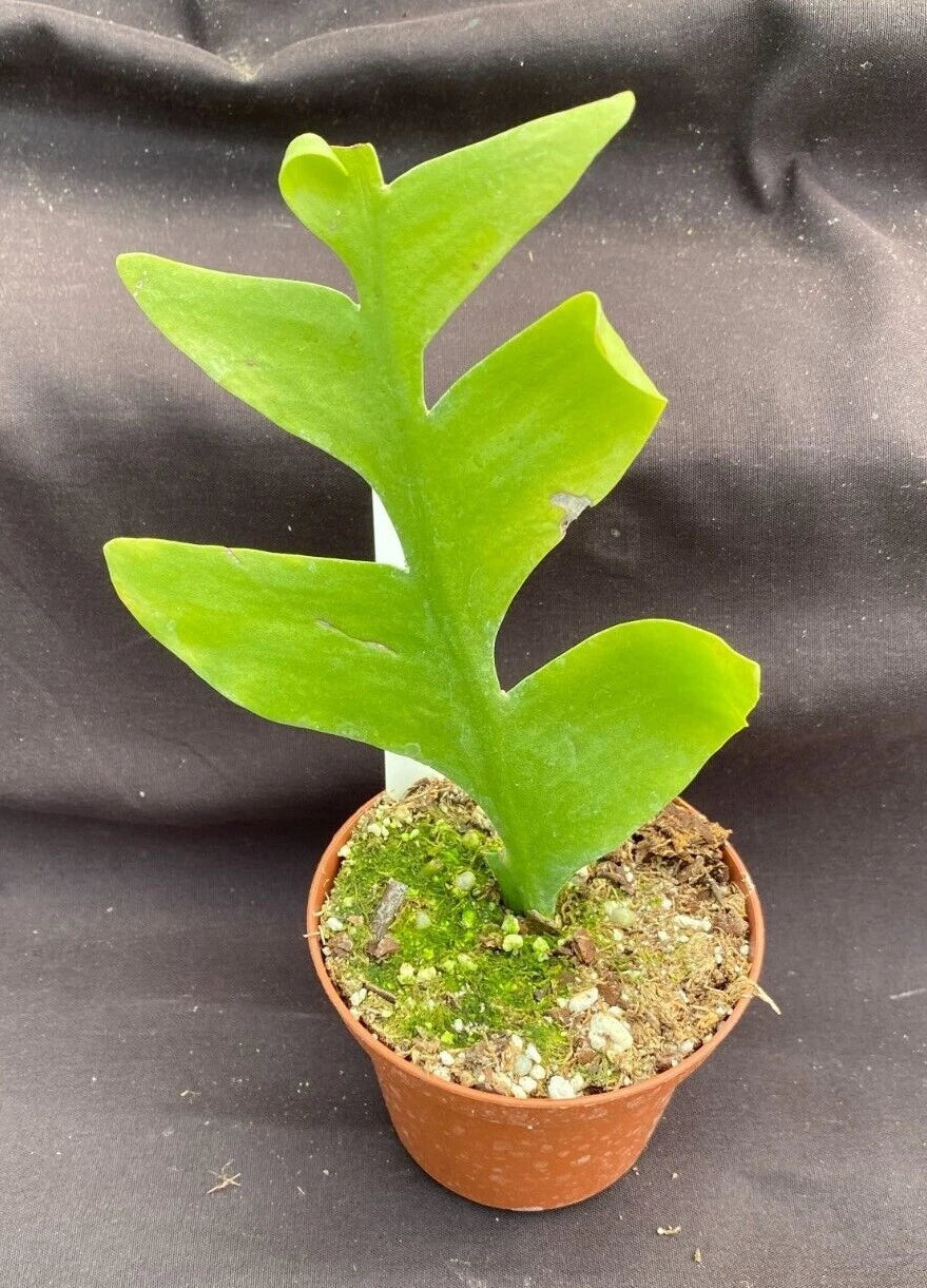 Epiphyllum chrysocardium Shark Tooth Cactus Rooted Plant 3" Pot Indoor Exotic Foliage Easy Care