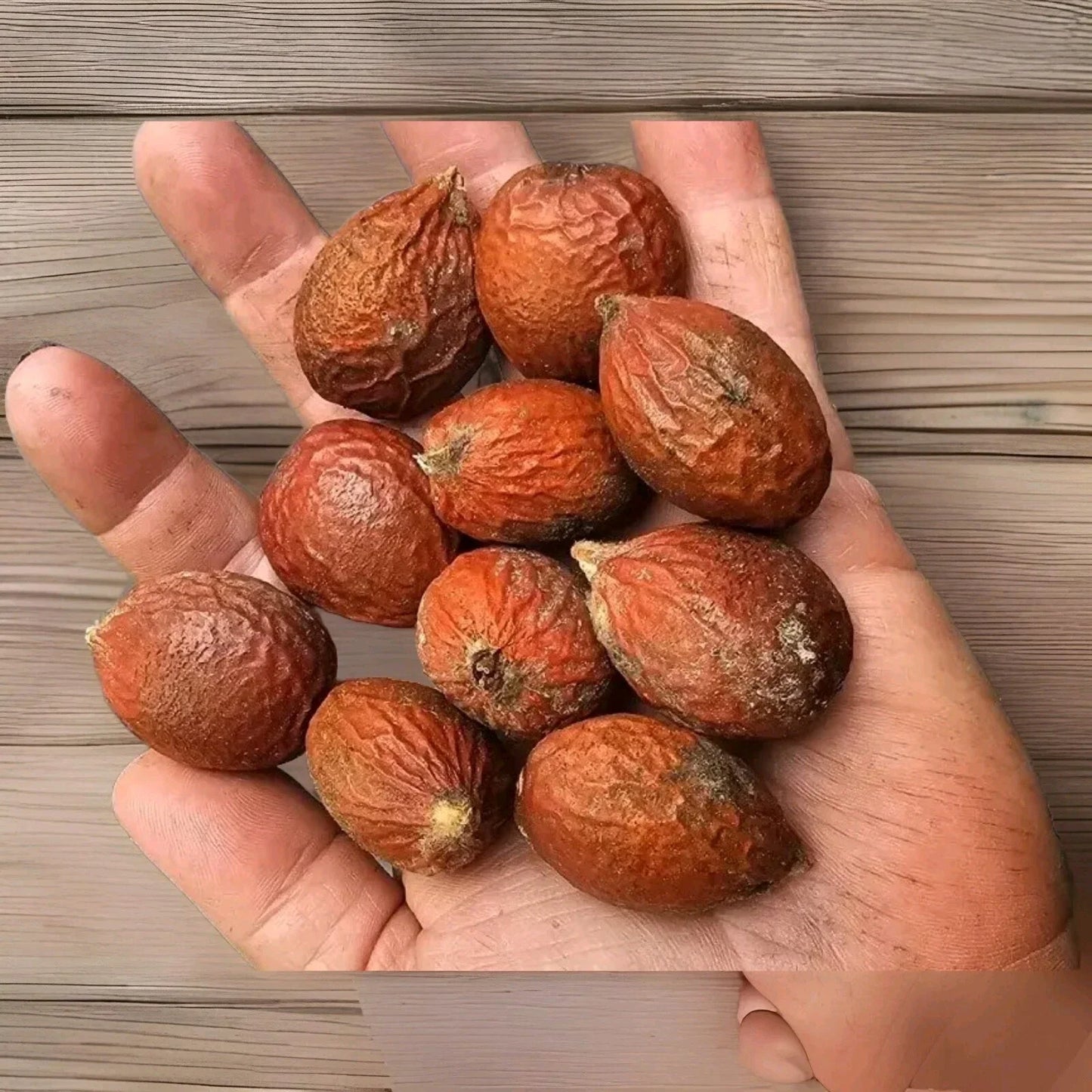 Sago Palm Seeds 10-Pack Cycas revoluta Indoor Outdoor Decorative Perennial Planting