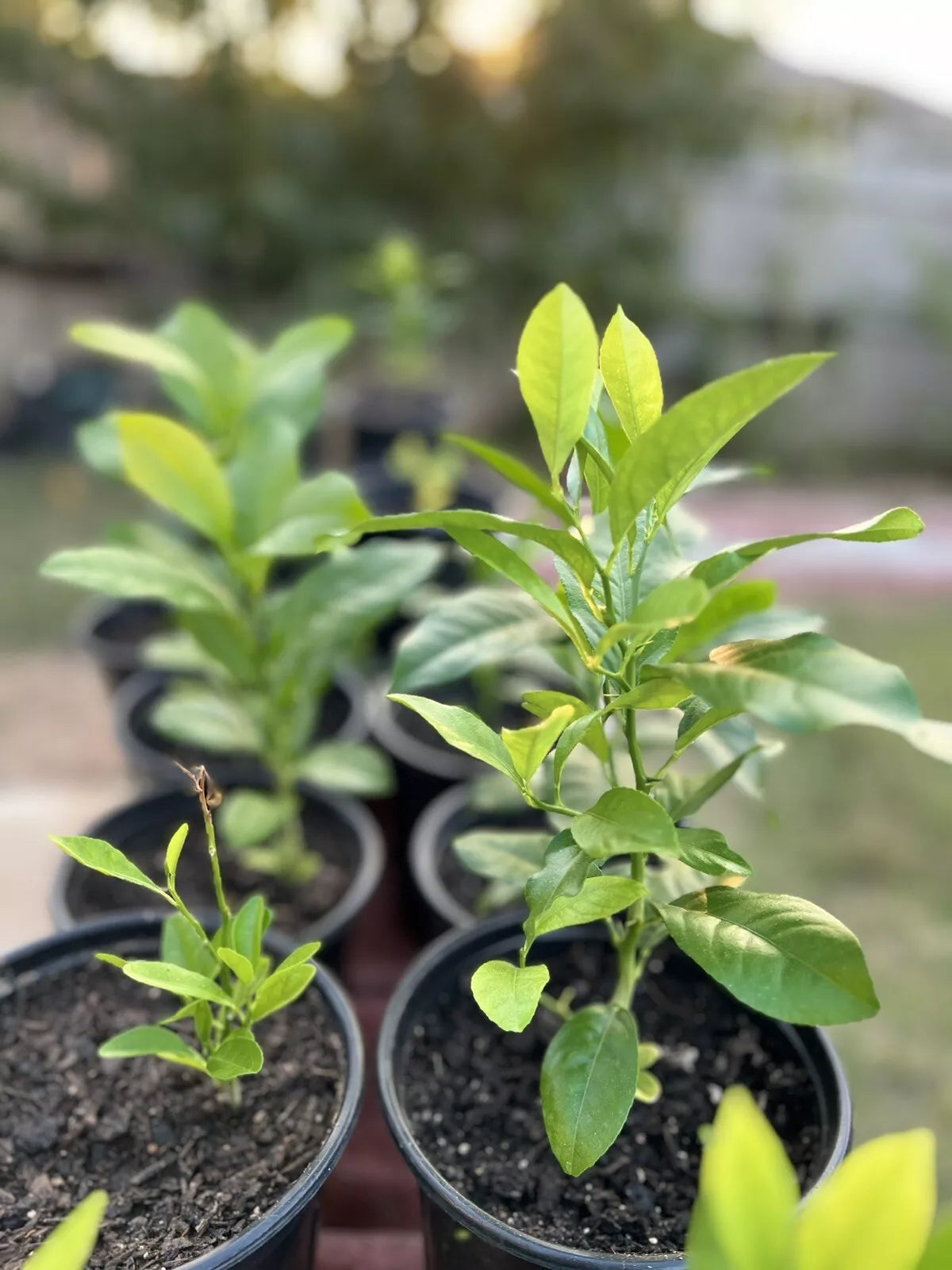 Lemon Tree Live Plant - Indoor & Outdoor Citrus limon - 5-Gallon Pot