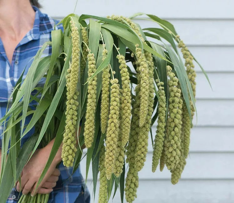 Lime Light Millet Seeds - Ornamental Grass Seeds for Planting - Setaria italica 'Lime Light' - Vibrant Green Foliage