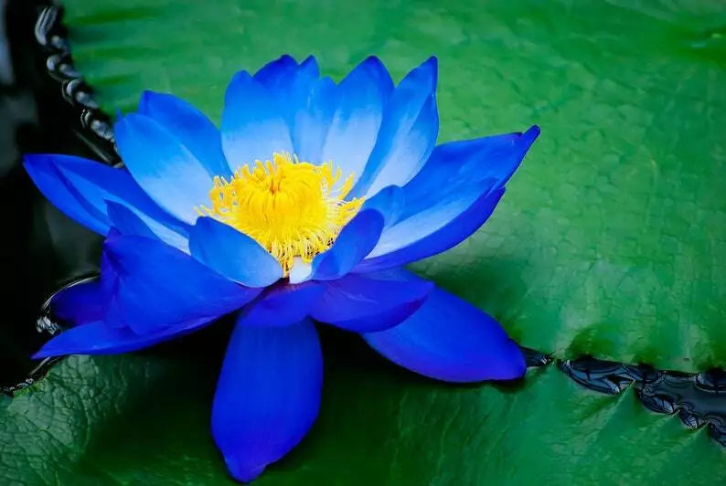 Bright Blue Lotus Seeds - 5 Pack - Nelumbo nucifera - Tropical Water Garden Flowering Plant