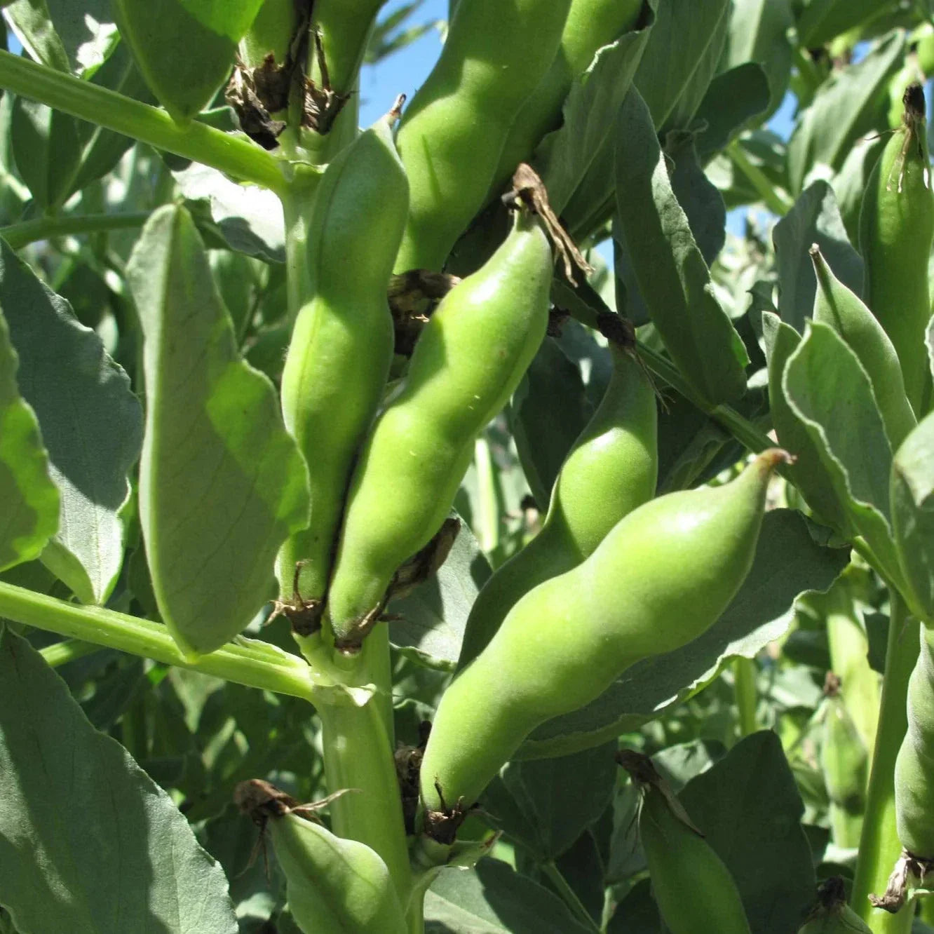 Broad Windsor Fava Bean Seeds - 20+ Cold Tolerant Vicia faba for Spring Planting, Nutritious Beans, Easy to Grow
