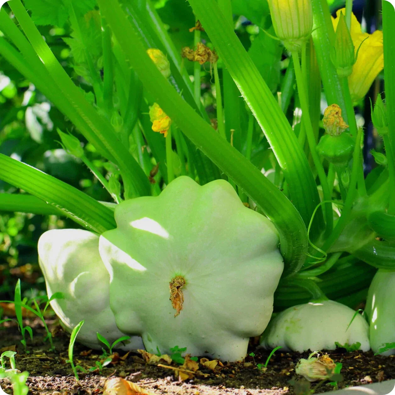 Bennings Green Tint Scallop Summer Squash Seeds - Non-GMO Pattypan Vegetable Seeds