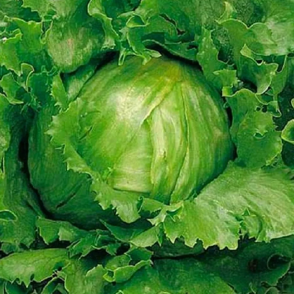 Crisphead Great Lakes Lettuce Seeds | NON-GMO Heirloom Vegetable Seeds for Home Garden