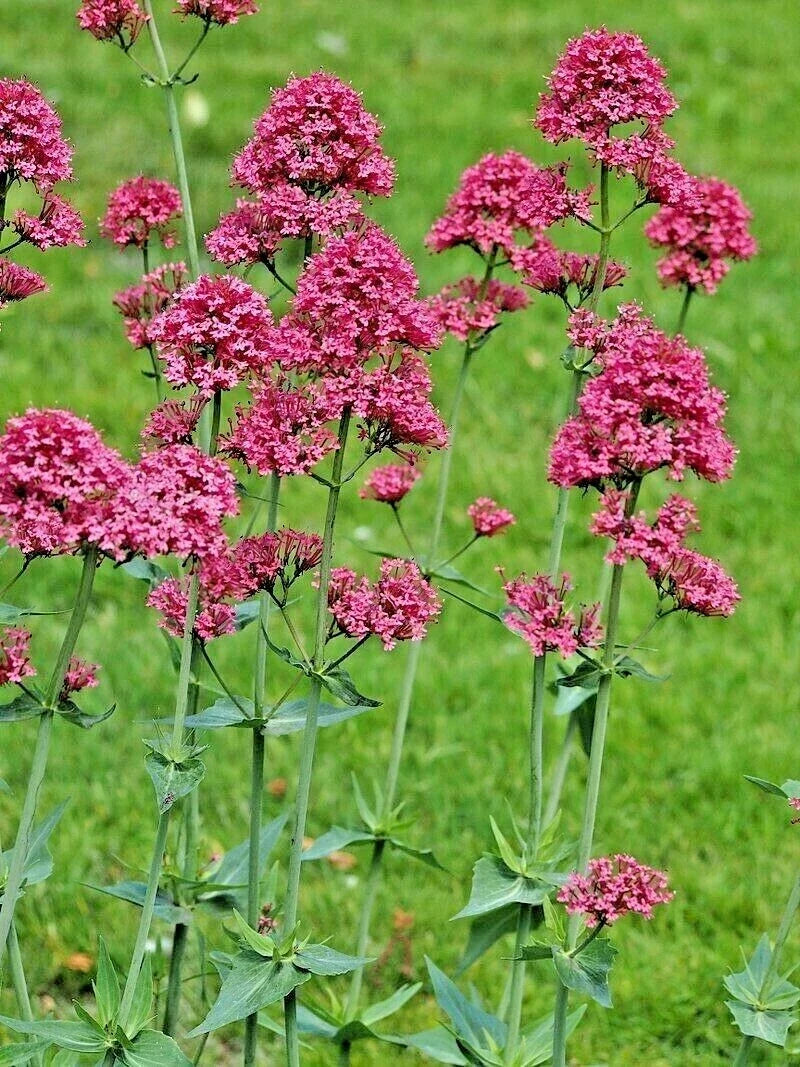 Red Valerian Seeds 105 Count Pink Centranthus Ruber Jupiter's Beard Perennial Flowering Plant