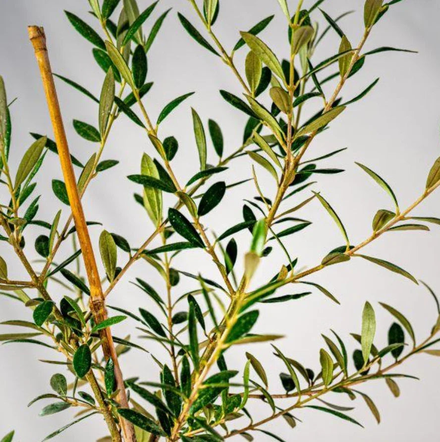 Live Arbequina Olive Tree – 5-10 Inch Rooted Olea europaea for Indoor & Outdoor Gardening