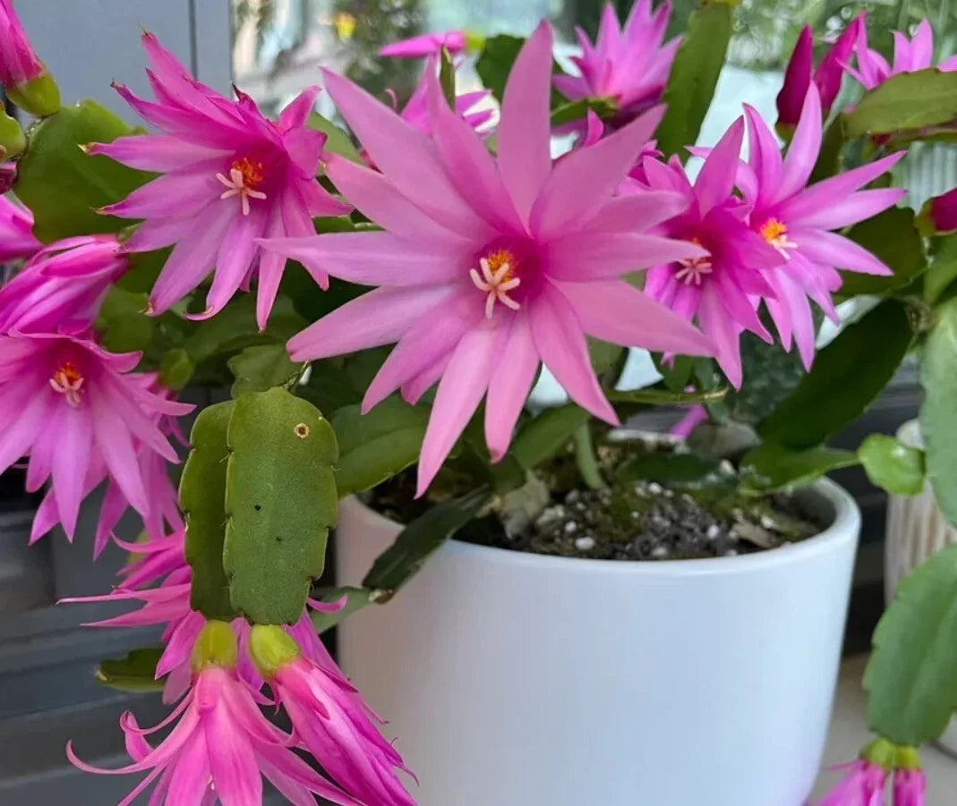 Easter Cactus Live Plant 3-Inch Pot Pink Rhipsalidopsis Gaertneri Indoor Blooming Cactus