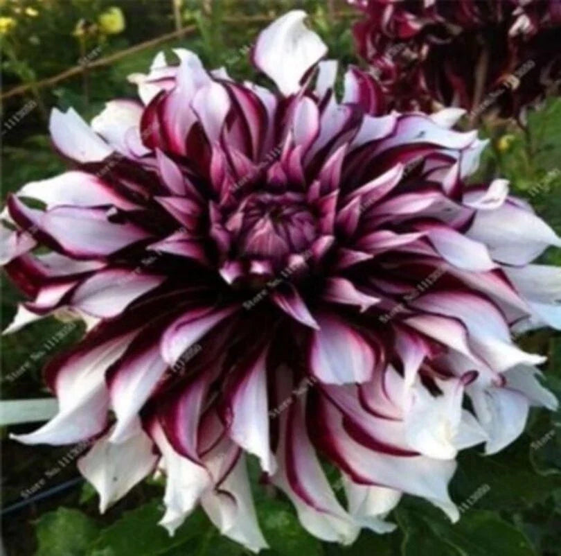 Dahlia Flower Seeds 20PCS - Rare Perennial Variety for Gardens, Attracts Pollinators, Vibrant Blooms, Dahlia pinnata