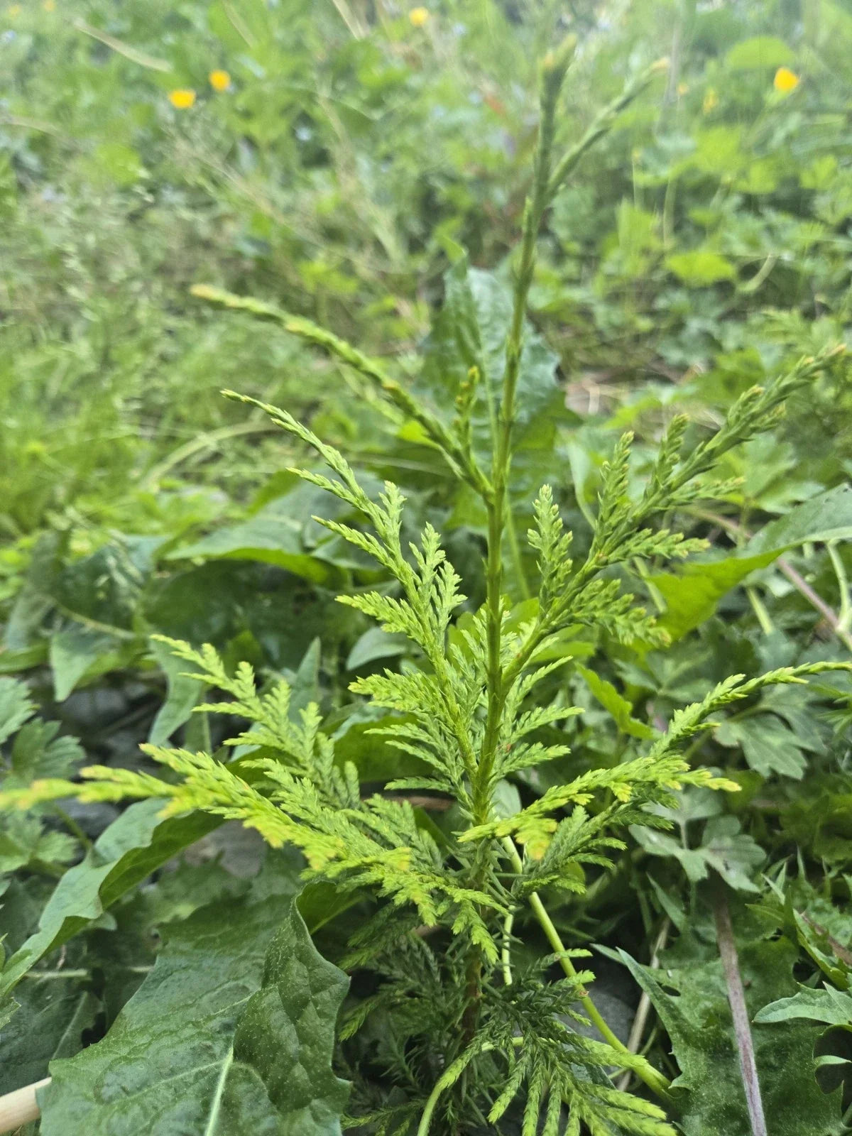 Western Red Cedar Seedlings 4-8 Inch Bare Root Trees Thuja Plicata PNW Grown for Landscaping