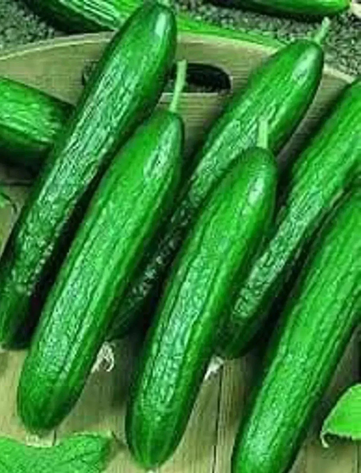 Beit Alpha Cucumber Seeds - 200+ Organic Heirloom Persian Lebanese Non-GMO Seeds