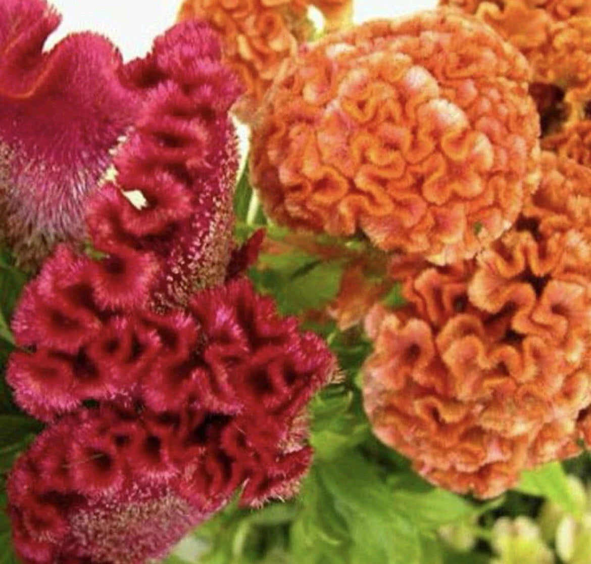 Celosia Seeds - 200+ Celosia Cristata Cockscomb Flower Seeds for Gardens, Borders, Containers, Pollinator Friendly