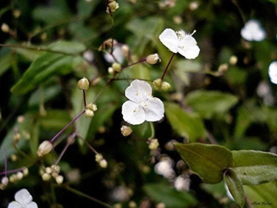 Gibasis Geniculata Blooming White Tahitian Bridal Veil Wandering Jewel Plant - Indoor Houseplant