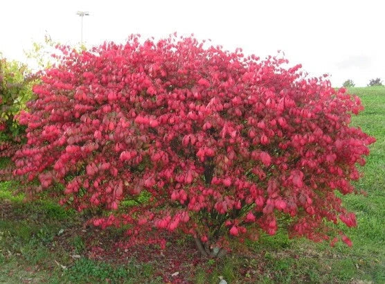 Dwarf Burning Bush Saplings - 3 Bare Root Euonymus alatus Shrubs for Privacy Hedge